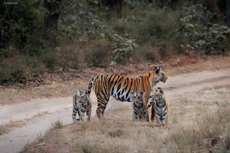 Tiger Safari Bandhavgarh