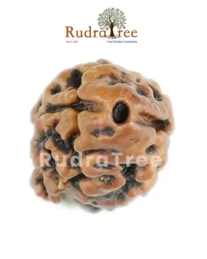 Original Rudraksha dealer Sahakara Nagar