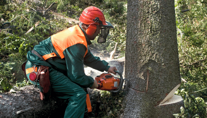 certified arborist in Tampa FL