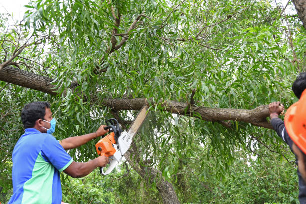 tree trimming service near me