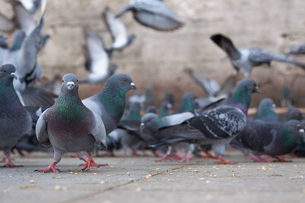bird pests in Australia